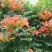 常年批发供应凌霄花价格优惠，植株健壮生长旺盛基地大量销售