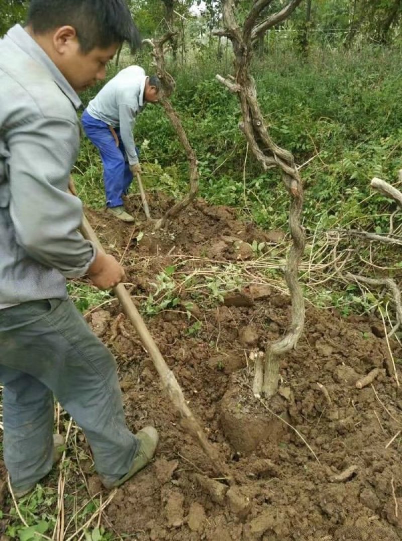 常年批发供应凌霄花价格优惠，植株健壮生长旺盛基地大量销售