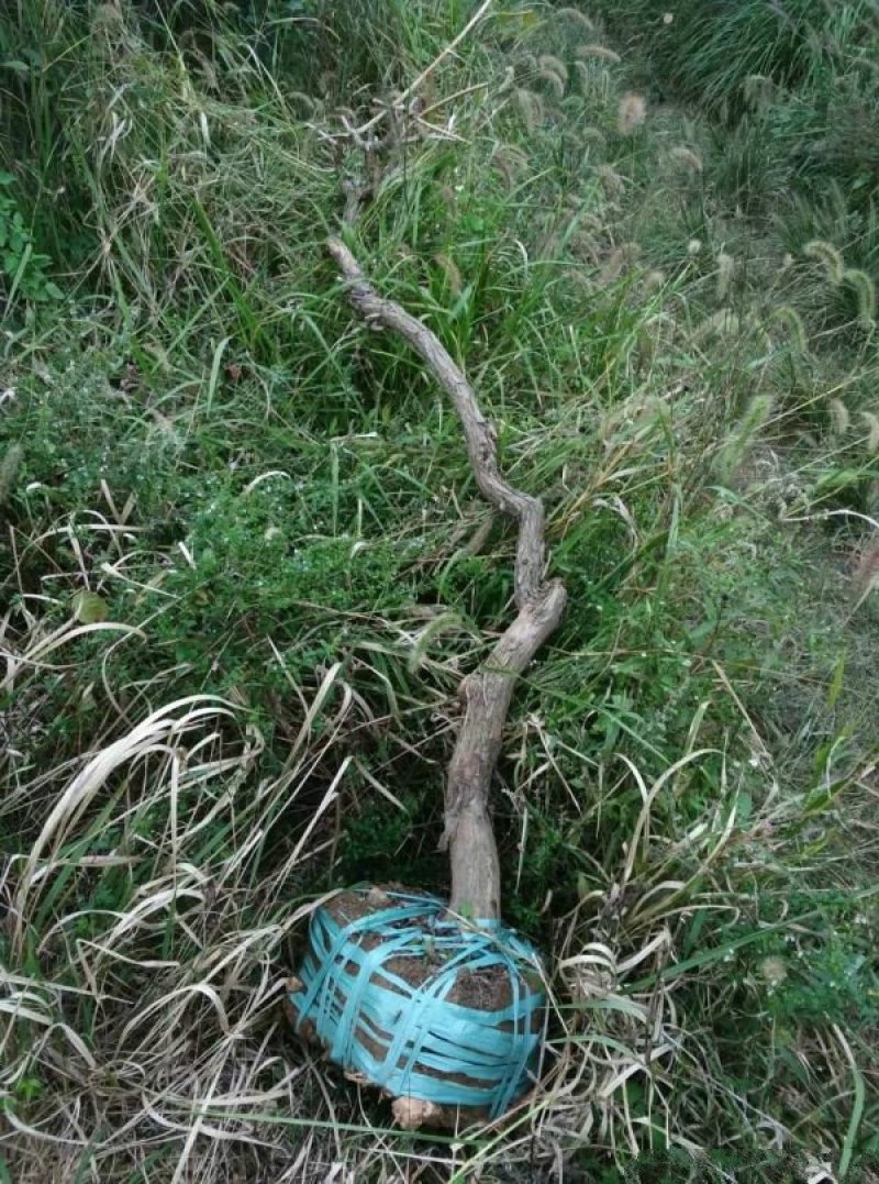 常年批发供应凌霄花价格优惠，植株健壮生长旺盛基地大量销售