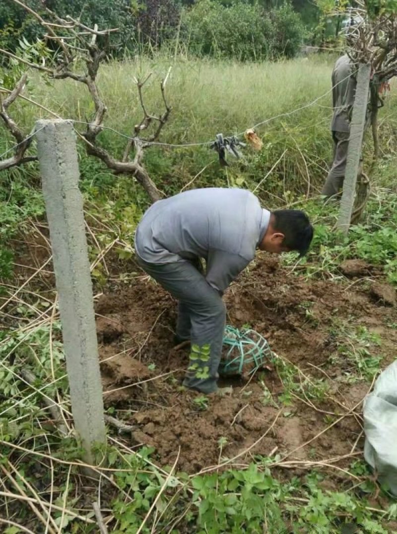 常年批发供应凌霄花价格优惠，植株健壮生长旺盛基地大量销售