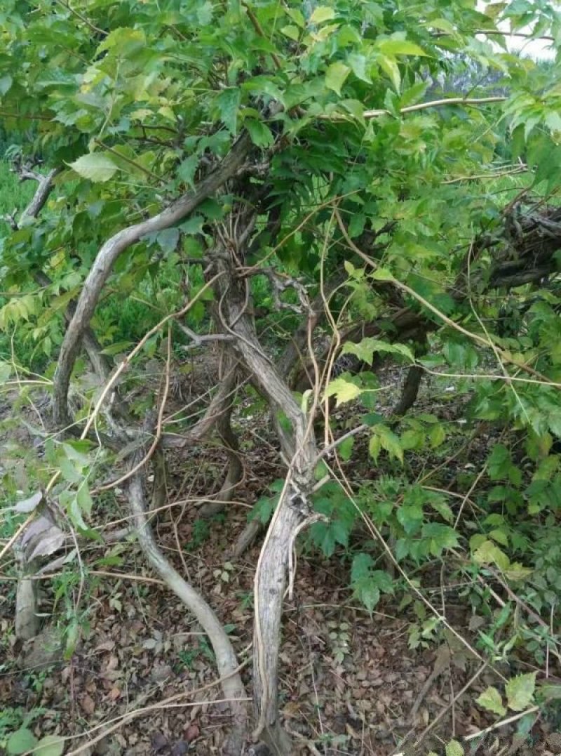 常年批发供应凌霄花价格优惠，植株健壮生长旺盛基地大量销售