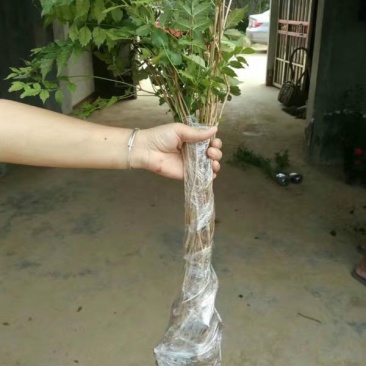 常年批发供应凌霄花价格优惠，植株健壮生长旺盛基地大量销售