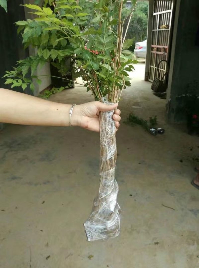 常年批发供应凌霄花价格优惠，植株健壮生长旺盛基地大量销售