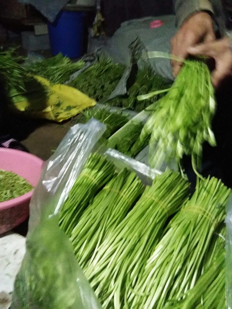 青芦蒿芦蒿产地农户直发，持续量大走货中。