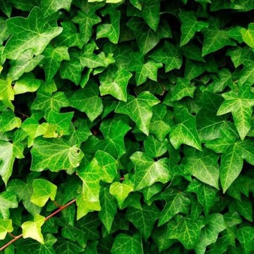 爬山虎价格优惠，大型爬山虎小苗种植基地大量销售中
