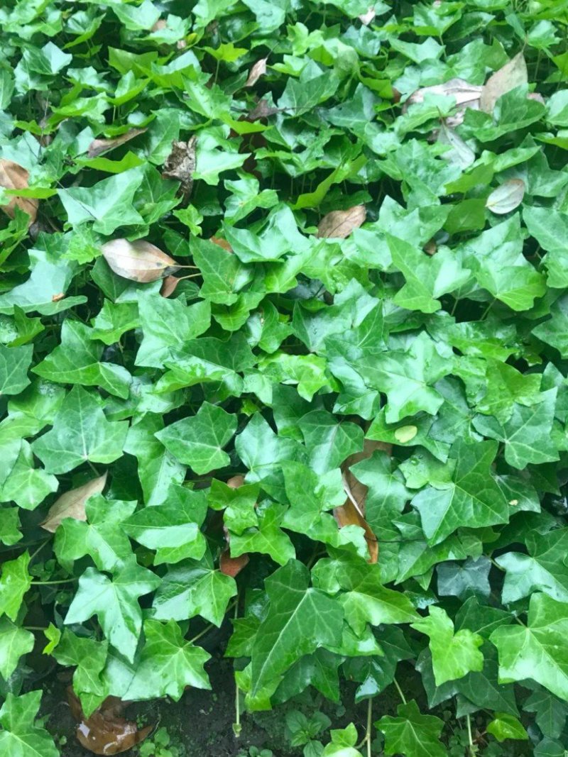 爬山虎价格优惠，大型爬山虎小苗种植基地大量销售中