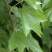 爬山虎价格优惠，大型爬山虎小苗种植基地大量销售中