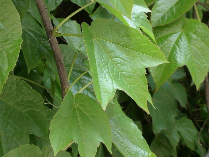 爬山虎价格优惠，大型爬山虎小苗种植基地大量销售中
