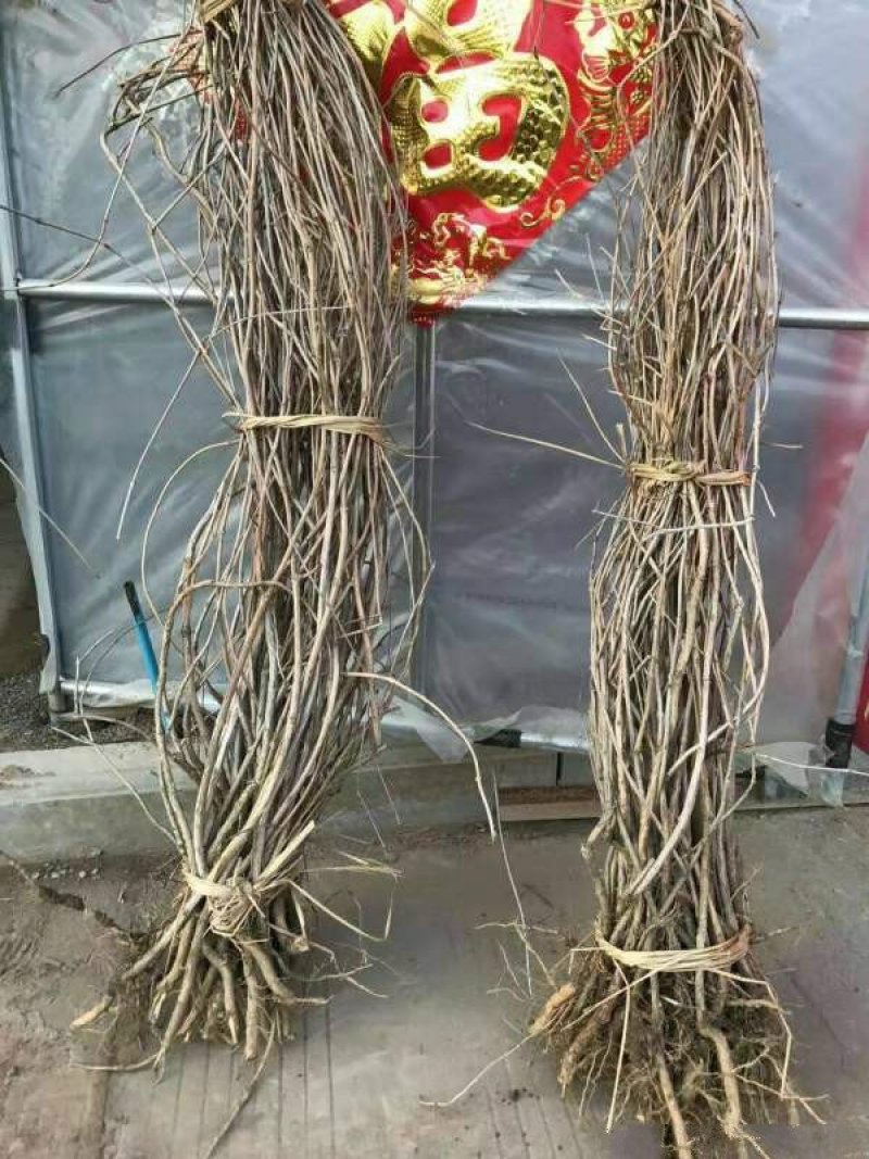 爬山虎价格优惠，大型爬山虎小苗种植基地大量销售中