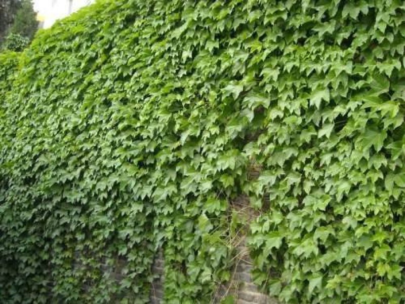 爬山虎价格优惠，大型爬山虎小苗种植基地大量销售中