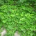 爬山虎价格优惠，大型爬山虎小苗种植基地大量销售中