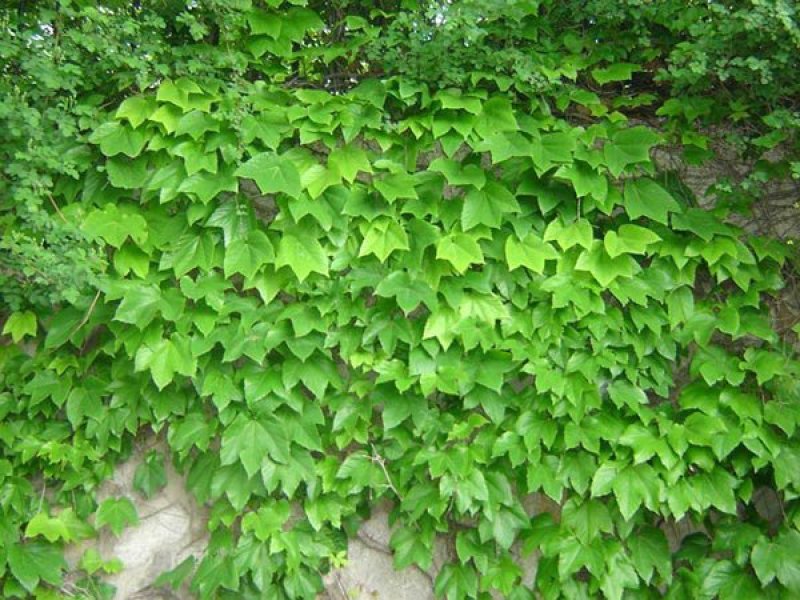 爬山虎价格优惠，大型爬山虎小苗种植基地大量销售中