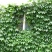 爬山虎价格优惠，大型爬山虎小苗种植基地大量销售中