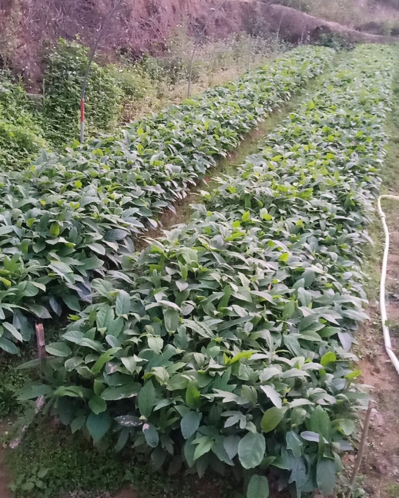 灵山伯劳五指毛桃苗长地直销
