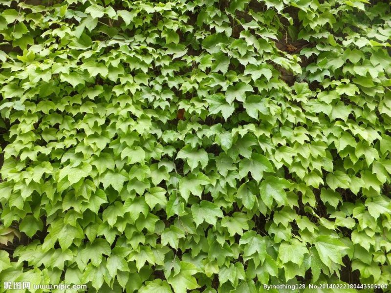 爬山虎荒山绿化爬山虎五叶爬山虎三叶爬山虎