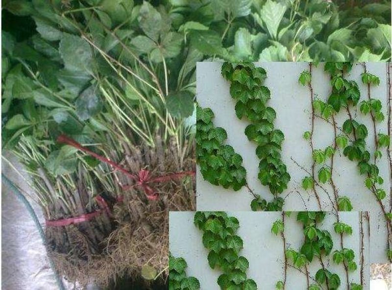 爬山虎荒山绿化爬山虎五叶爬山虎三叶爬山虎