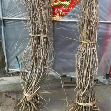 爬山虎荒山绿化爬山虎五叶爬山虎三叶爬山虎