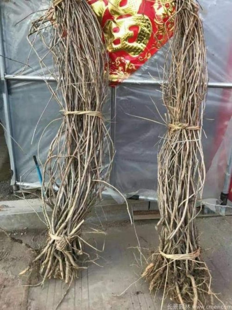 爬山虎荒山绿化爬山虎五叶爬山虎三叶爬山虎