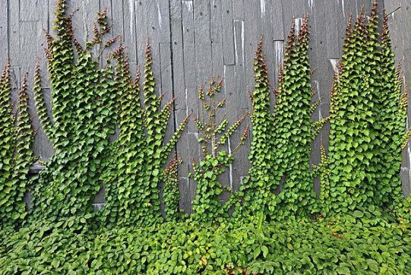 爬山虎荒山绿化爬山虎五叶爬山虎三叶爬山虎