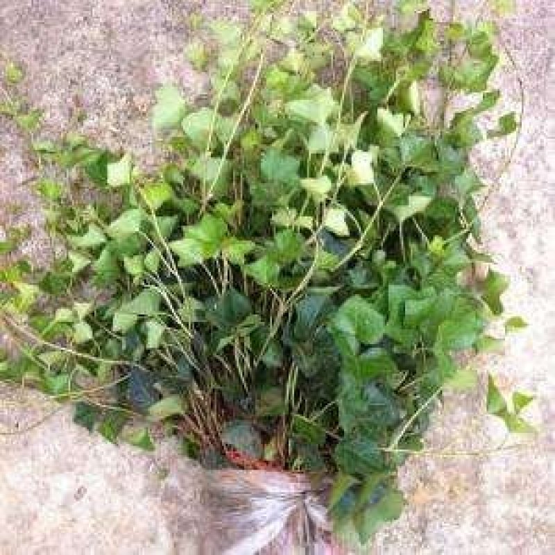 爬山虎荒山绿化爬山虎五叶爬山虎三叶爬山虎