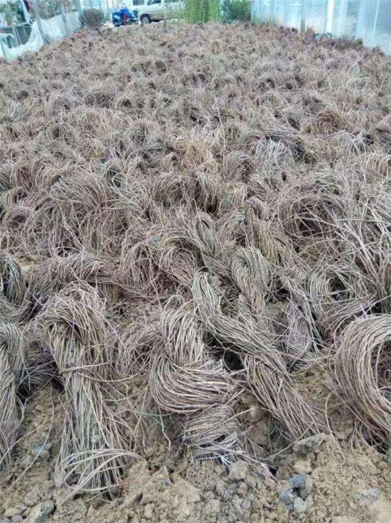 爬山虎荒山绿化爬山虎五叶爬山虎三叶爬山虎