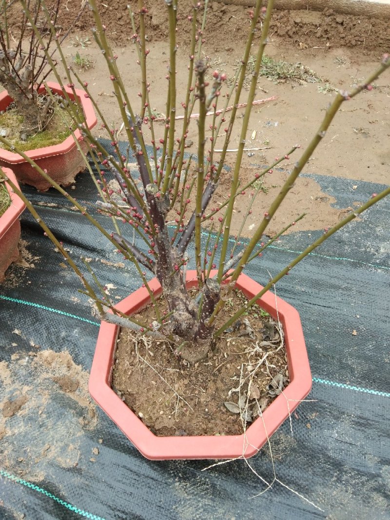 红梅丛生红梅嫁接红梅高嫁婑嫁绿梅一至多年生齐全