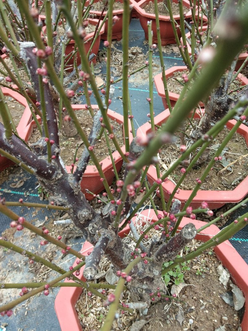红梅丛生红梅嫁接红梅高嫁婑嫁绿梅一至多年生齐全