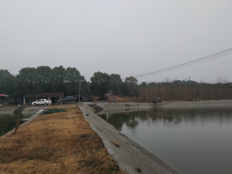 出租25亩鱼塘100亩林地