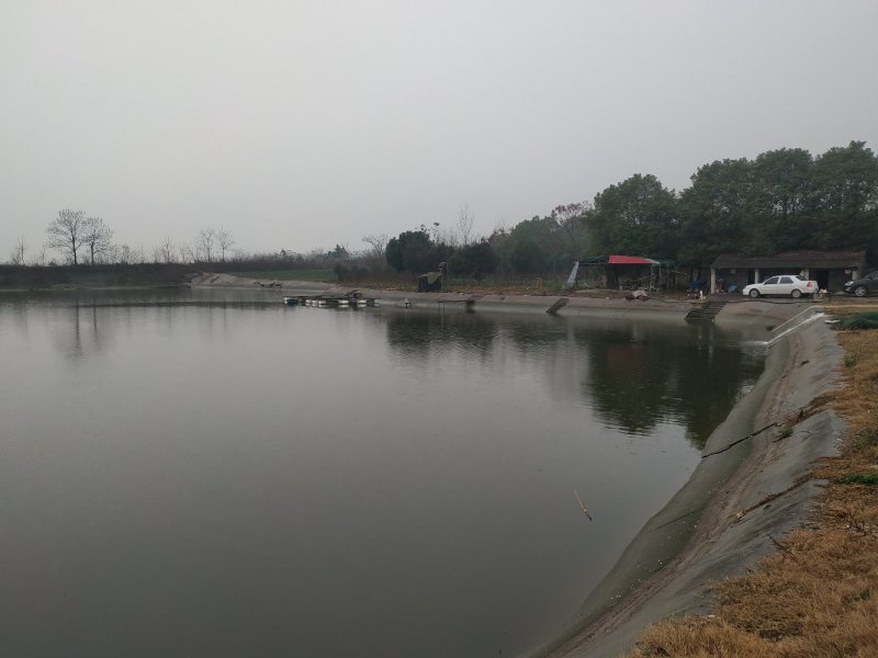 出租25亩鱼塘100亩林地