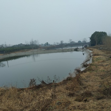 出租25亩鱼塘100亩林地