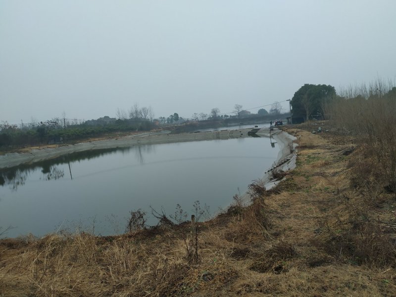 出租25亩鱼塘100亩林地