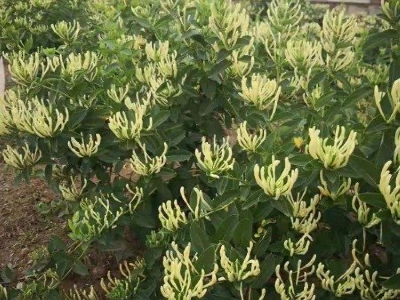 金银花价格优惠基地大量销售中，常年批发供应