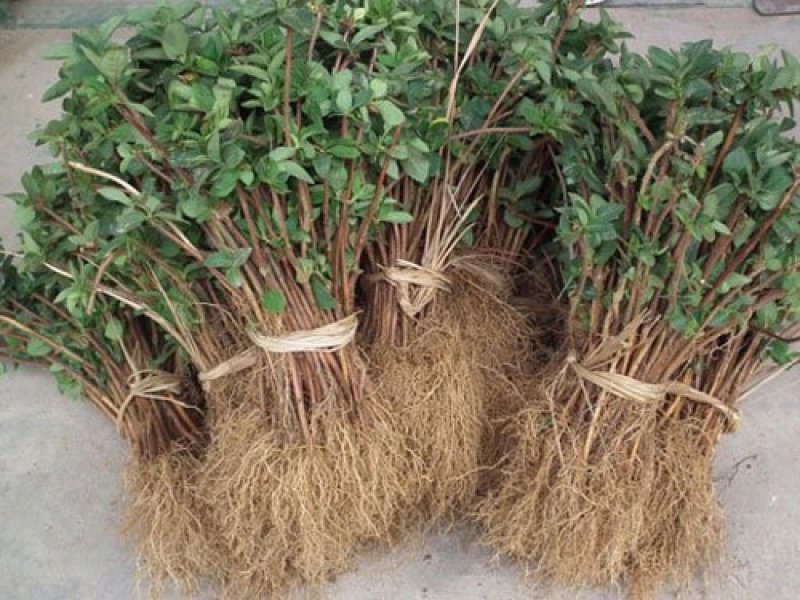 金银花价格优惠基地大量销售中，常年批发供应