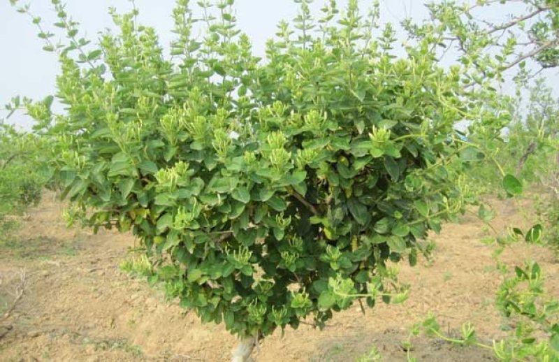 金银花价格优惠基地大量销售中，常年批发供应