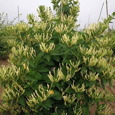 金银花价格优惠基地大量销售中，常年批发供应