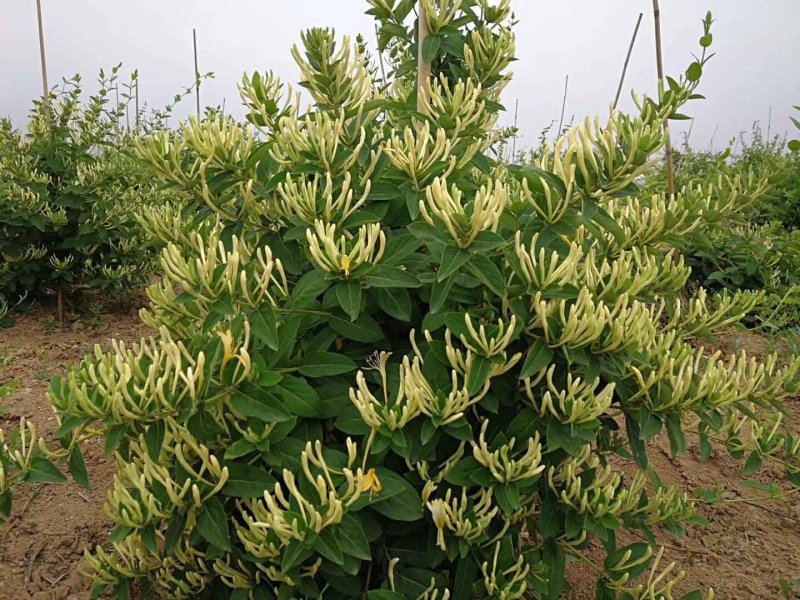 金银花价格优惠基地大量销售中，常年批发供应