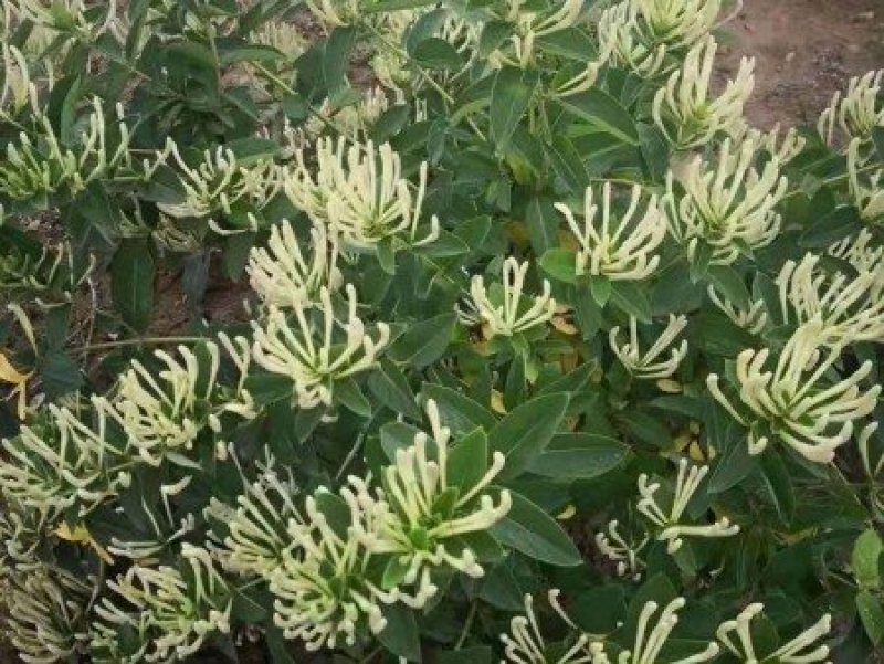 金银花价格优惠基地大量销售中，常年批发供应