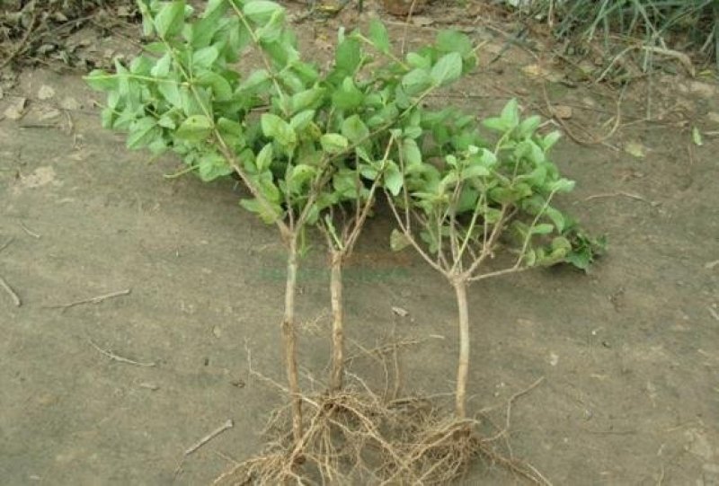 金银花价格优惠基地大量销售中，常年批发供应