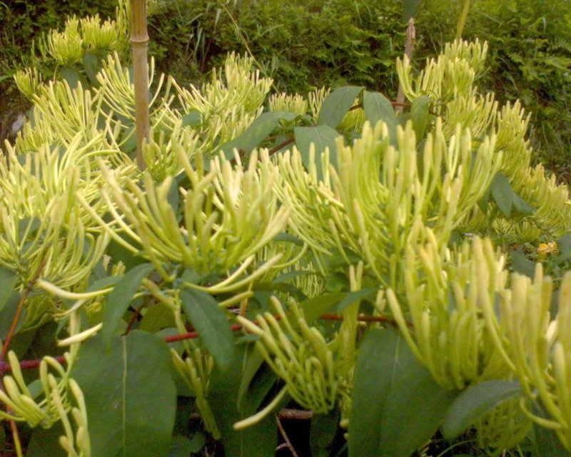 金银花价格优惠基地大量销售中，常年批发供应