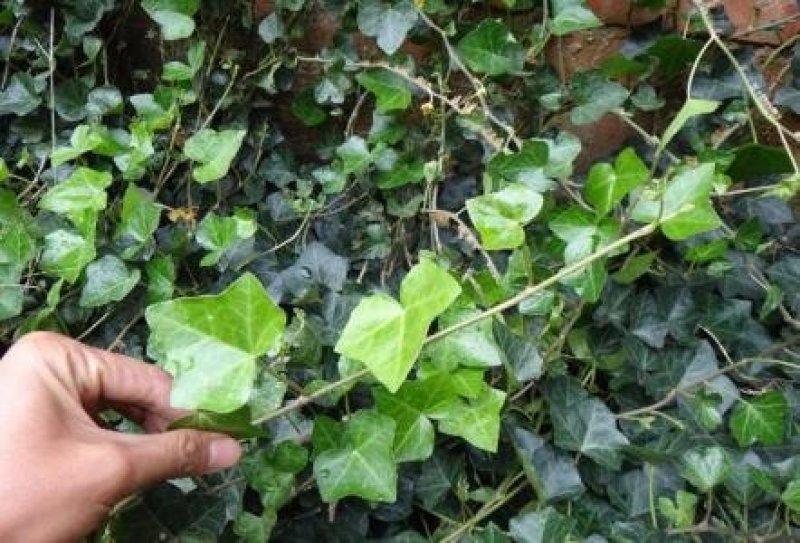 常春藤苗木植物常年批发供应，分枝多生长旺盛基地大量销售中