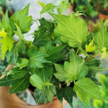 常春藤苗木植物常年批发供应，分枝多生长旺盛基地大量销售中