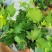 常春藤苗木植物常年批发供应，分枝多生长旺盛基地大量销售中