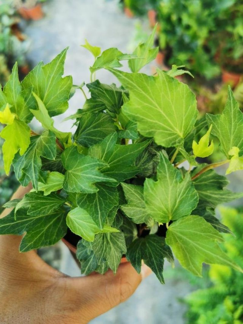 常春藤苗木植物常年批发供应，分枝多生长旺盛基地大量销售中