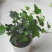 常春藤苗木植物常年批发供应，分枝多生长旺盛基地大量销售中