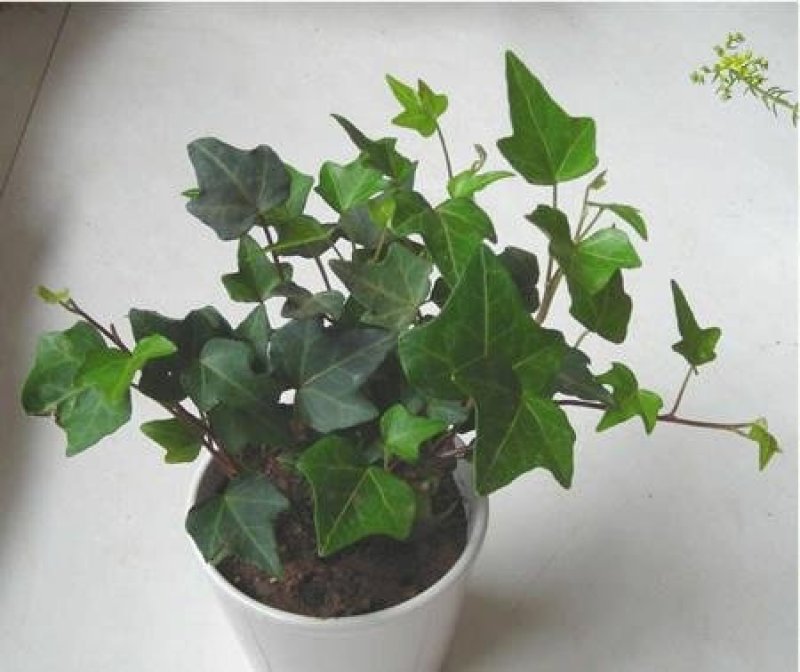 常春藤苗木植物常年批发供应，分枝多生长旺盛基地大量销售中