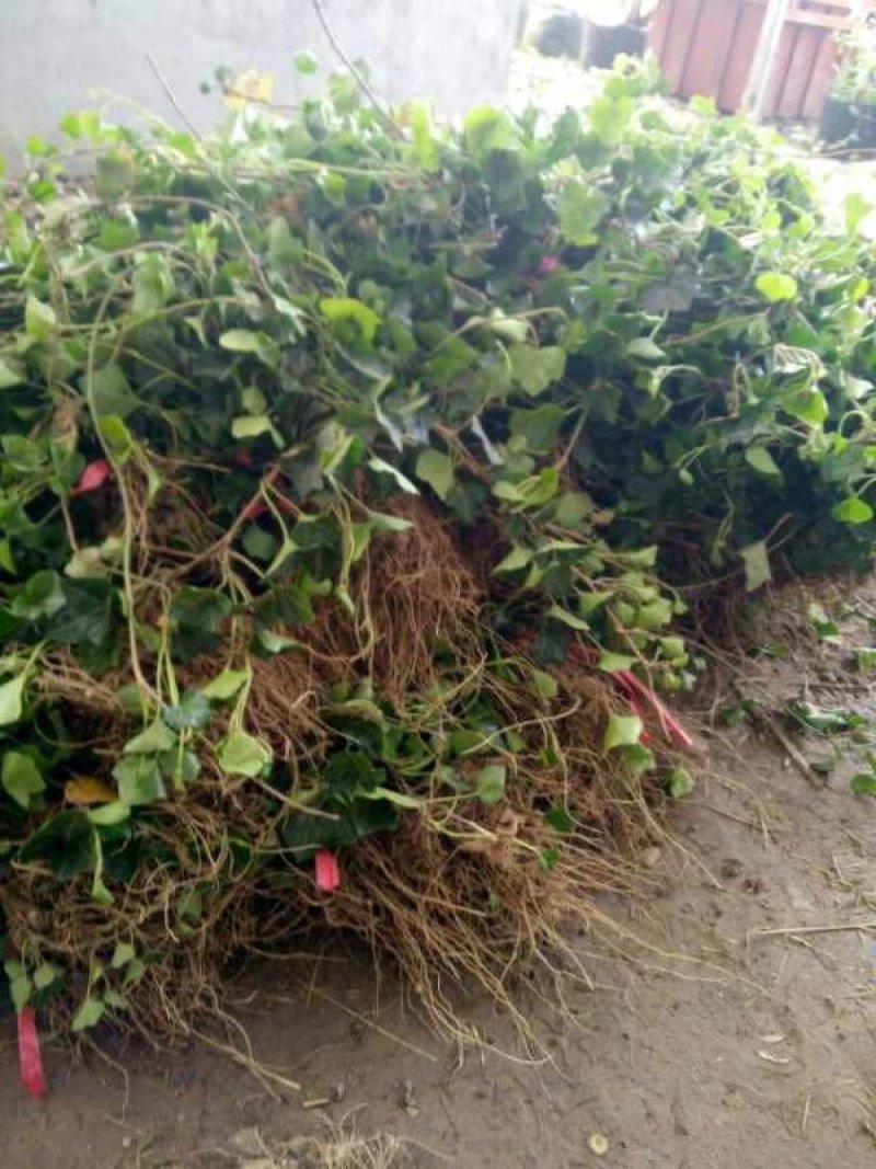 常春藤苗木植物常年批发供应，分枝多生长旺盛基地大量销售中