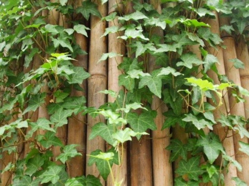 常春藤苗木植物常年批发供应，分枝多生长旺盛基地大量销售中