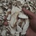 精品白术片价格优惠质量优质