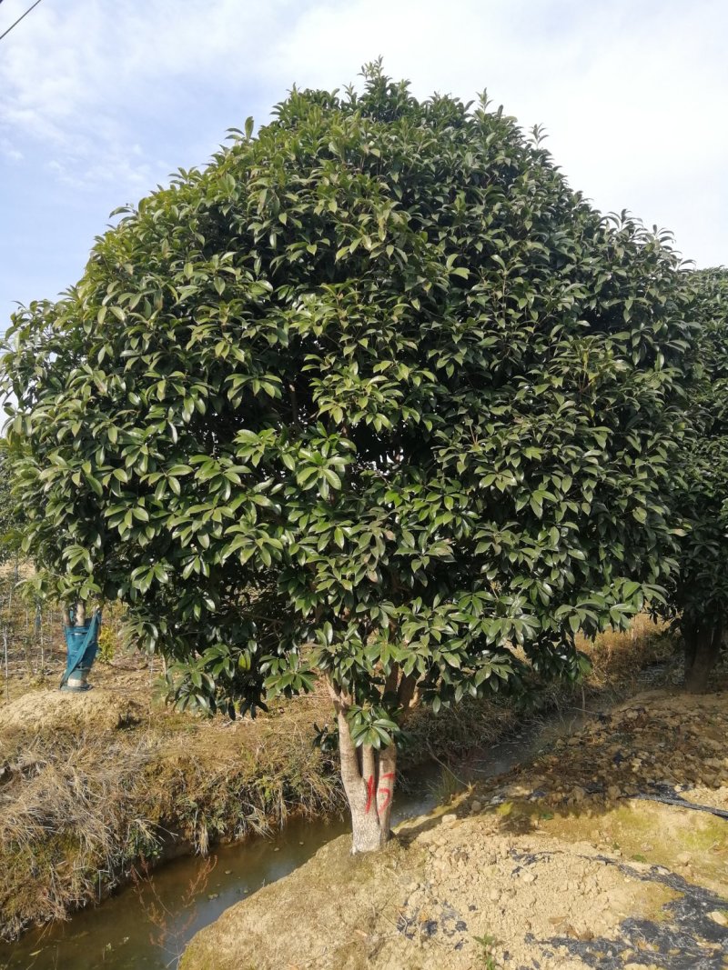 桂花苗，桂花树，丛生桂花等等，各种规格齐全。