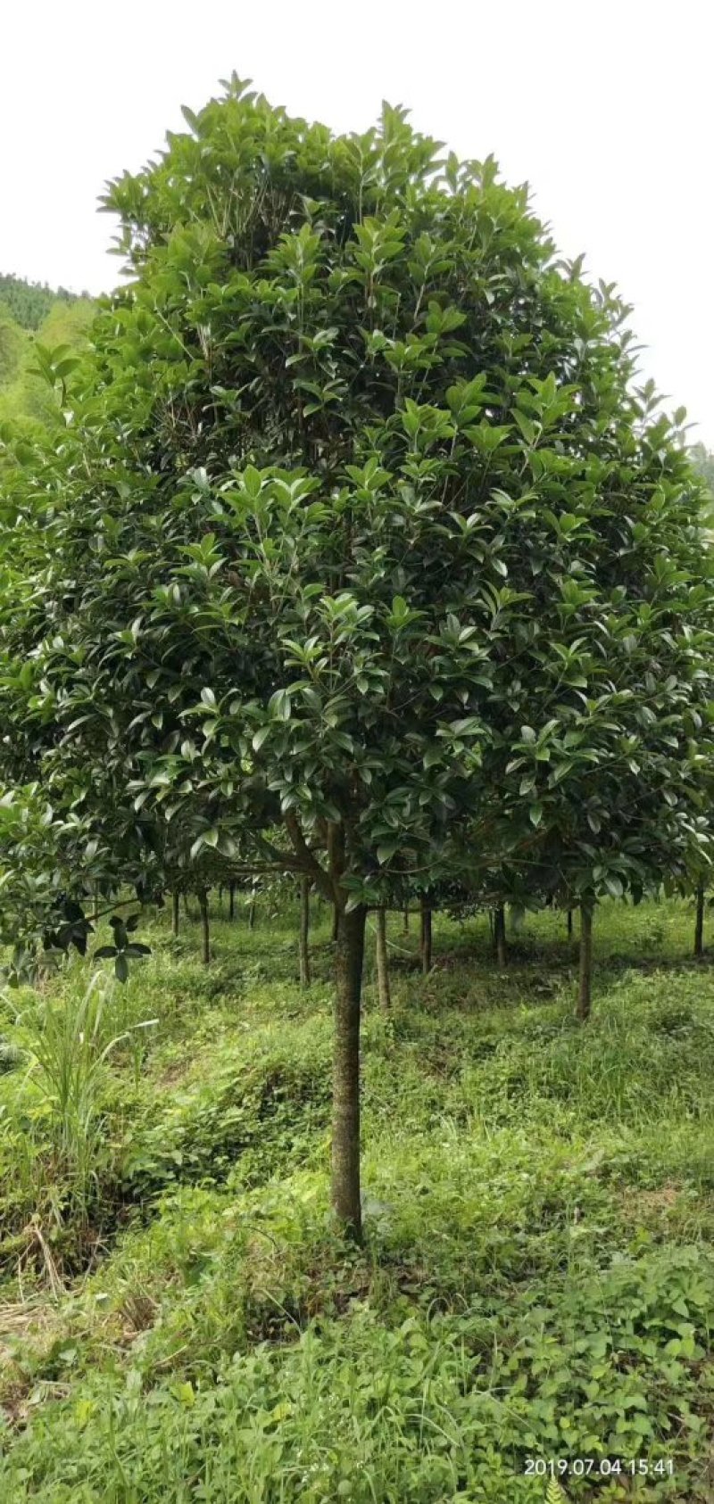 桂花苗，桂花树，丛生桂花等等，各种规格齐全。